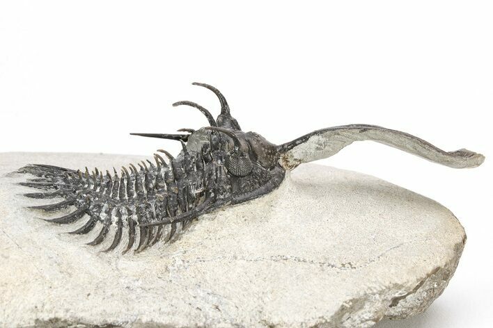 Bargain, Trident Walliserops Trilobite - Foum Zguid, Morocco #179528